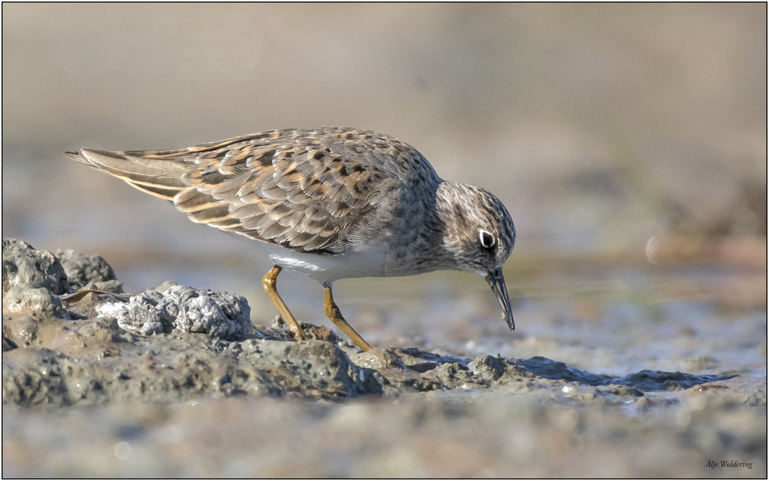 Temmincks strandloper