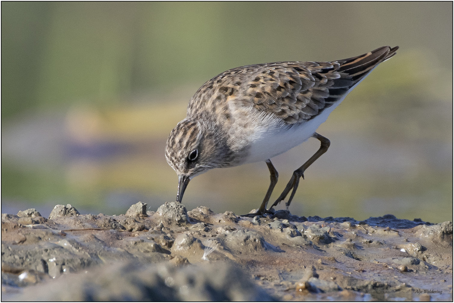 Temmincks strandloper