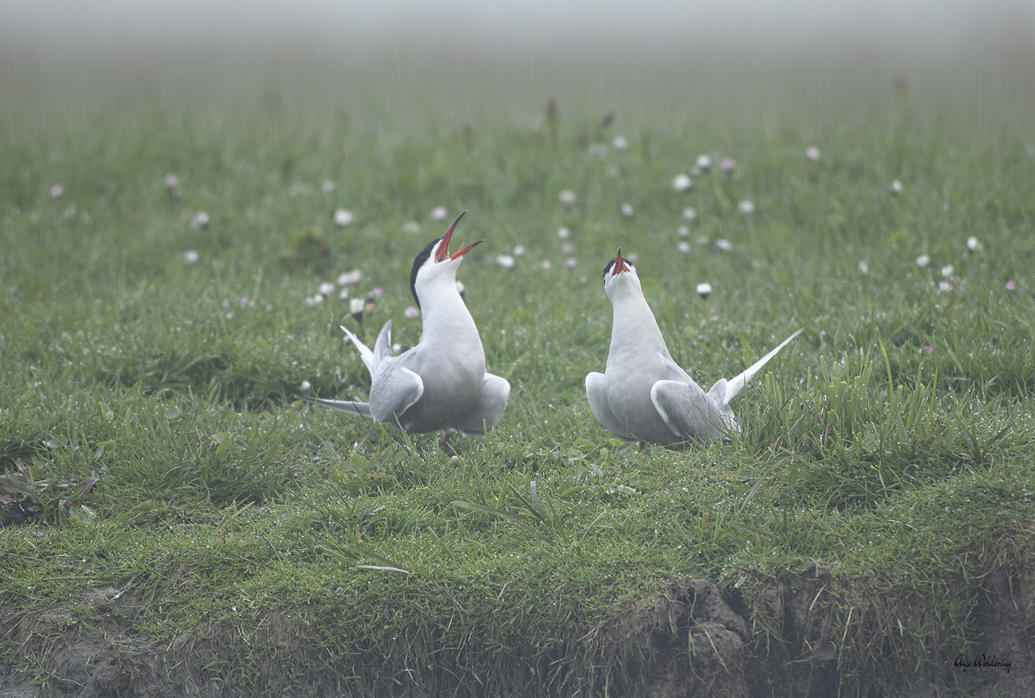 Visdief