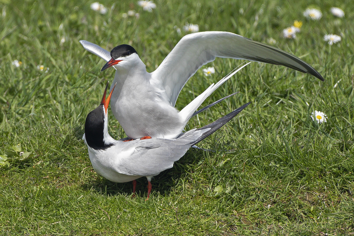 Visdief