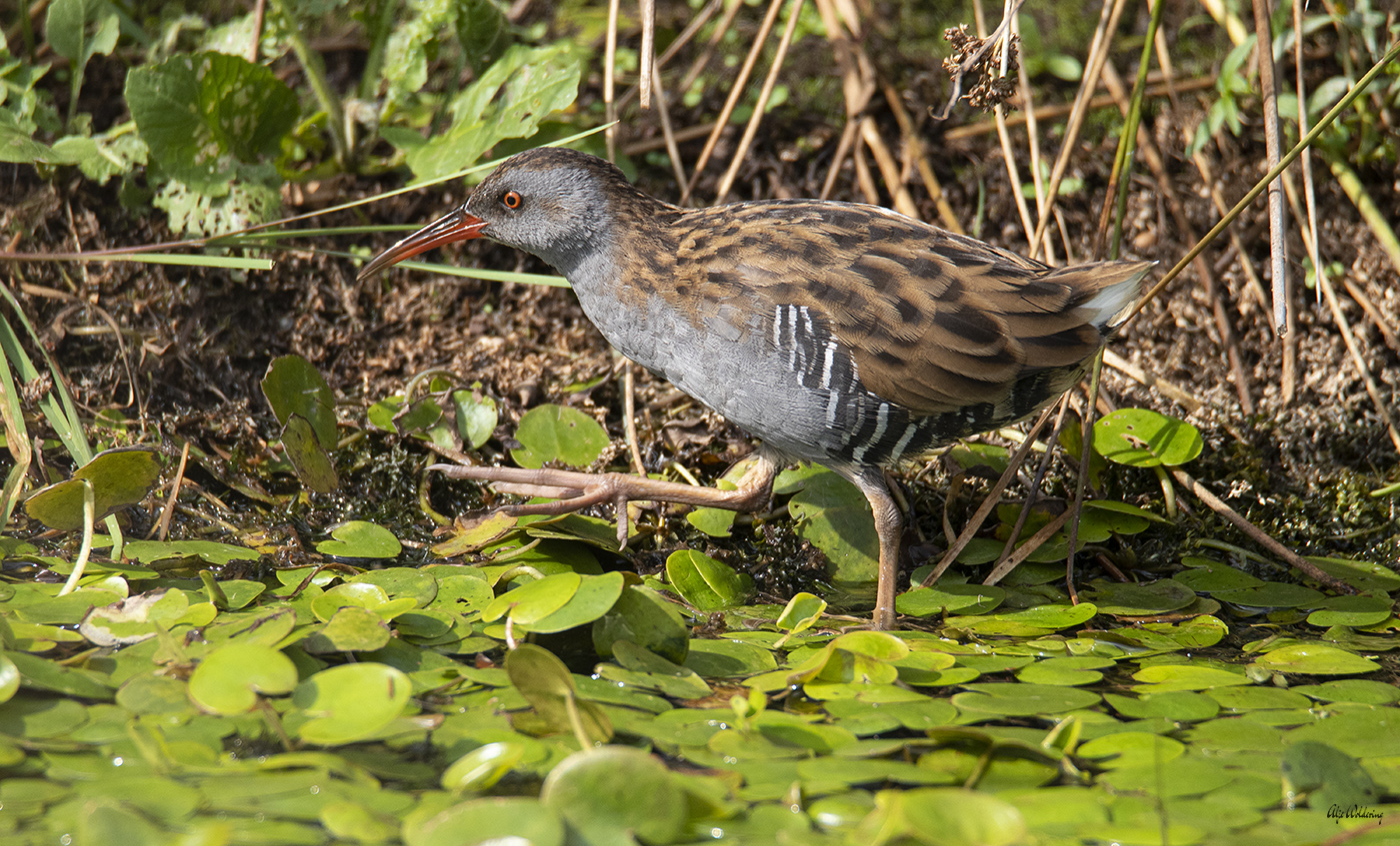Waterral