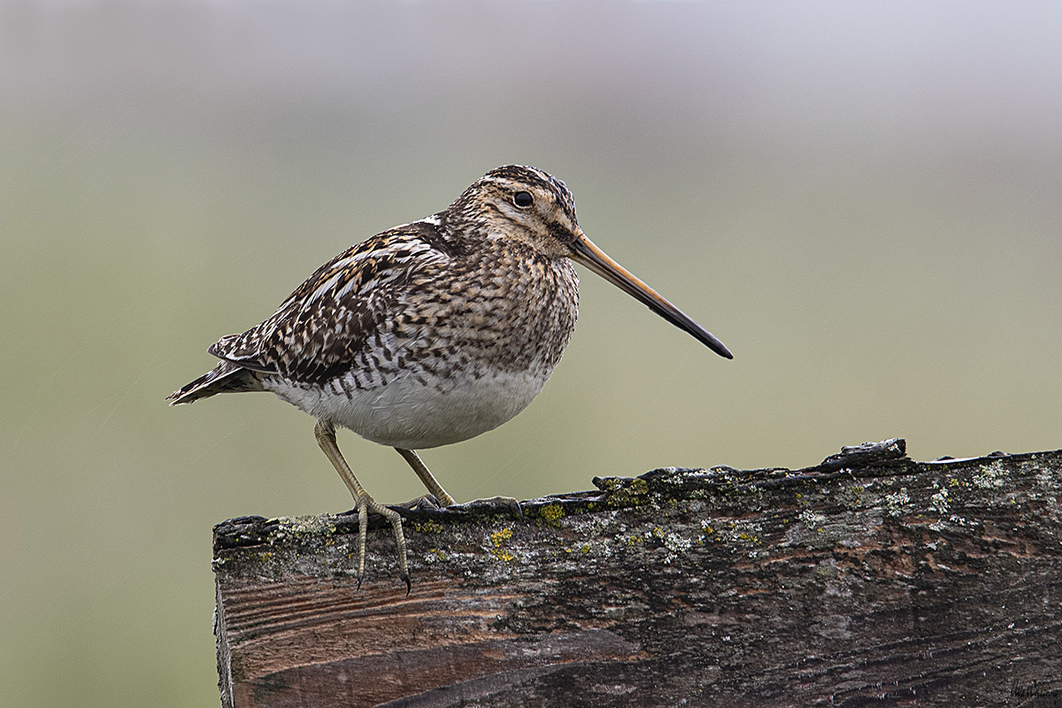 Watersnip