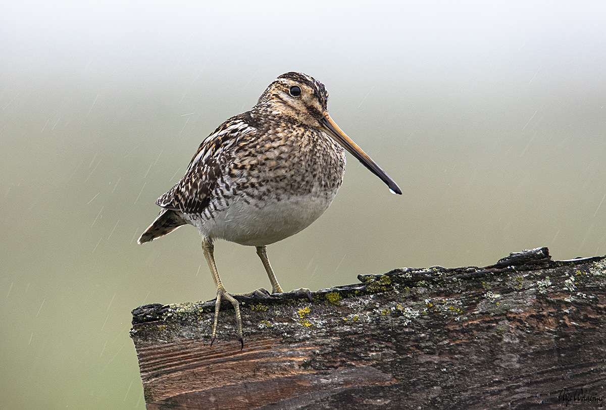 Watersnip