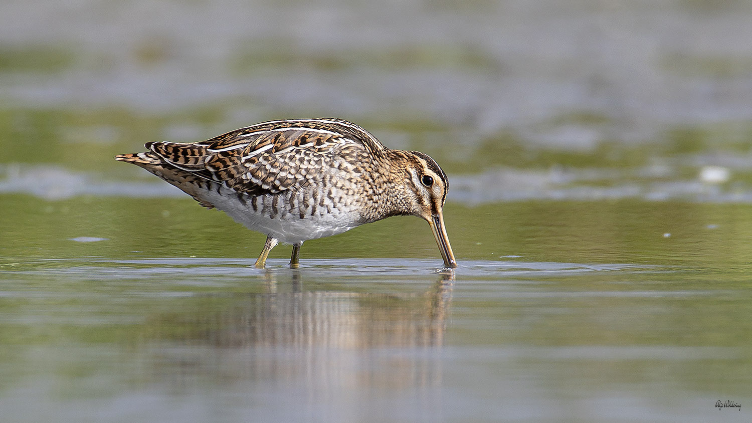 Watersnip