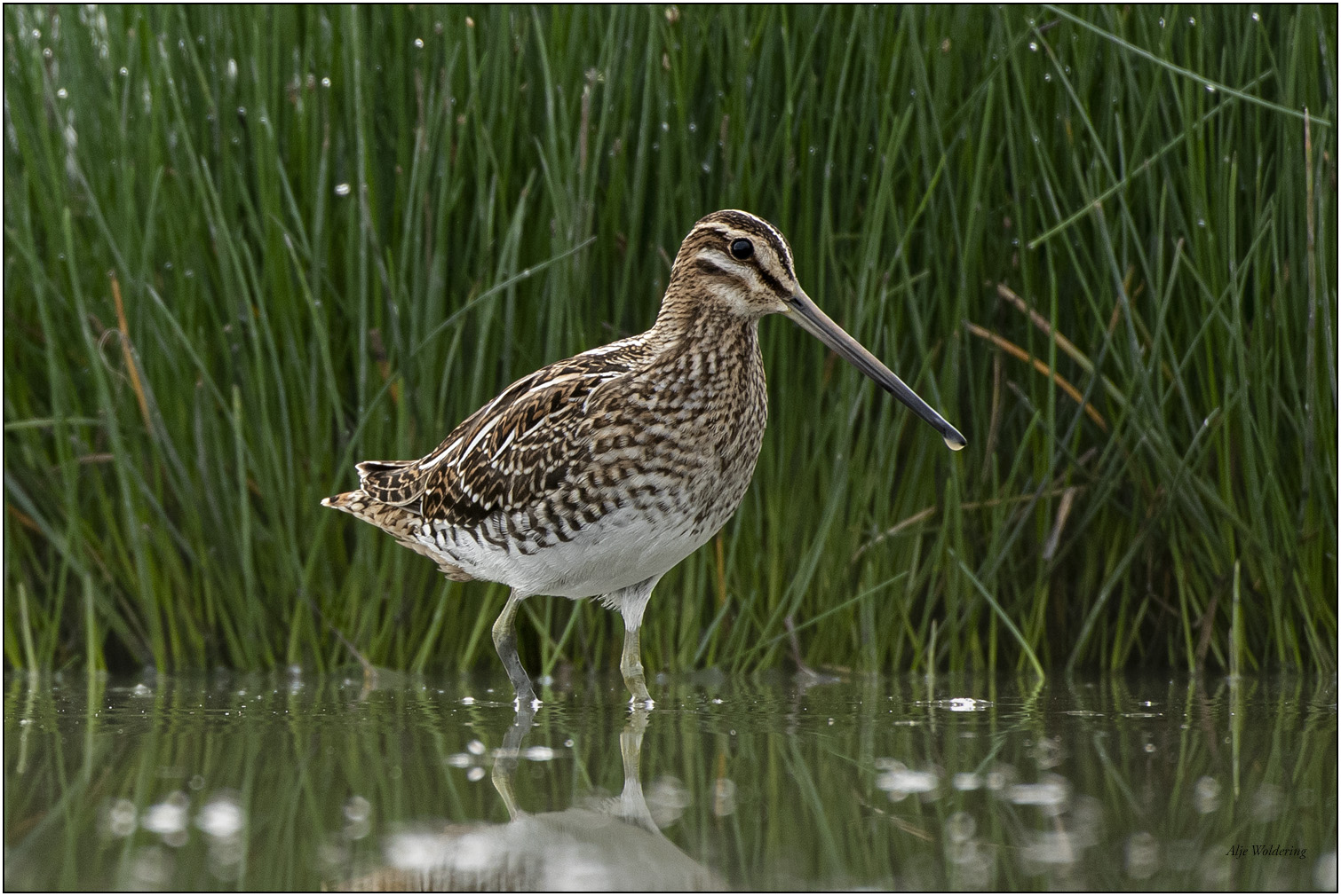 Watersnip