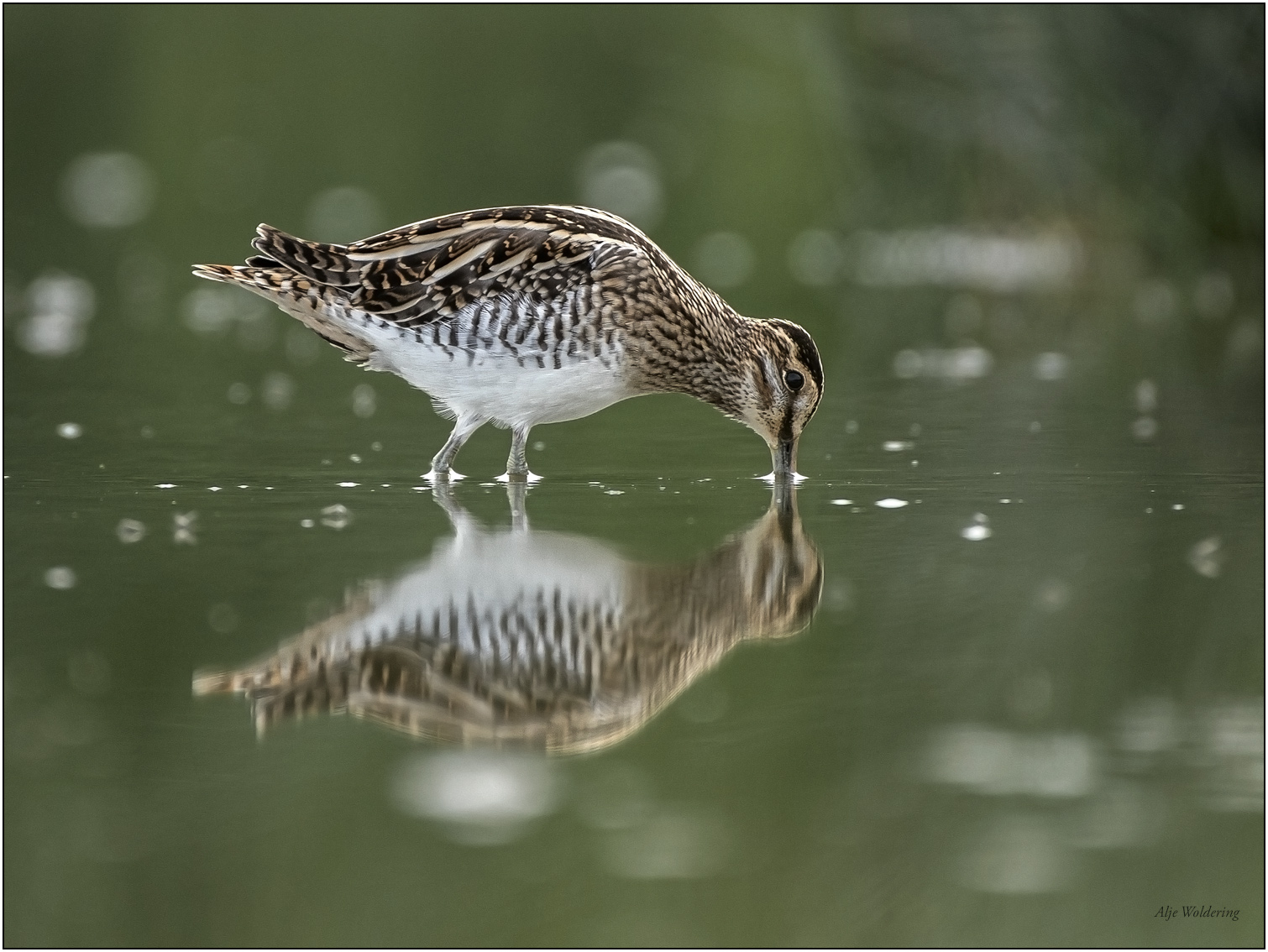 Watersnip
