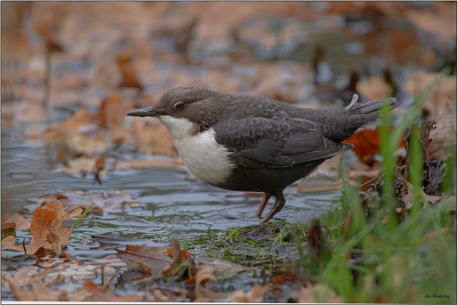 Zwartbuikwaterspreeuw