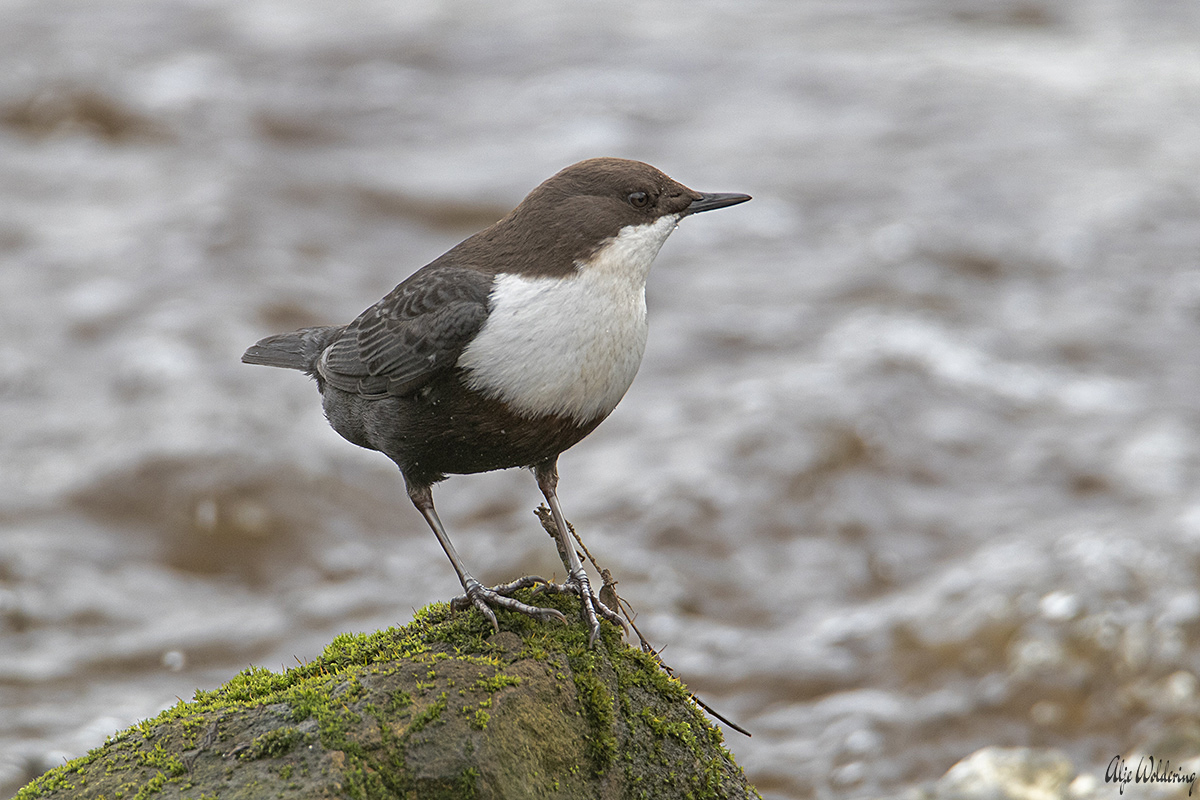 Waterspreeuw