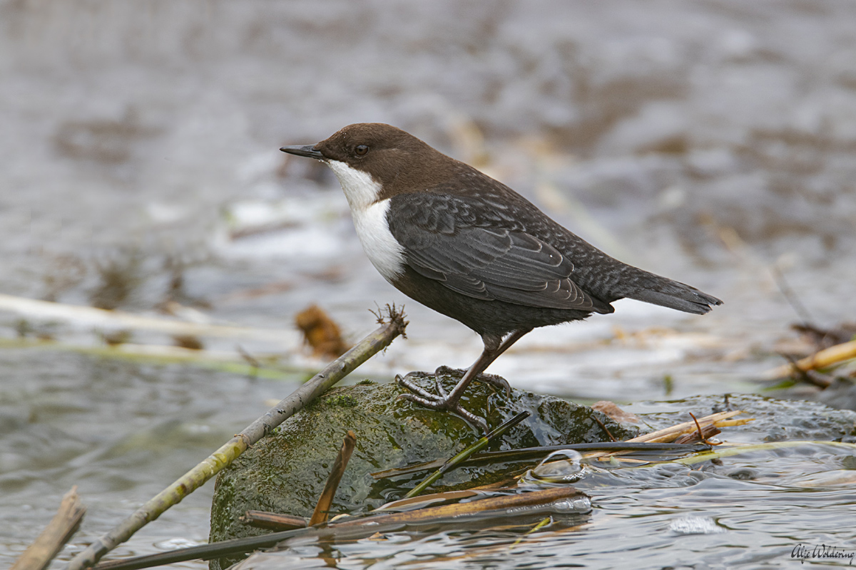 Waterspreeuw
