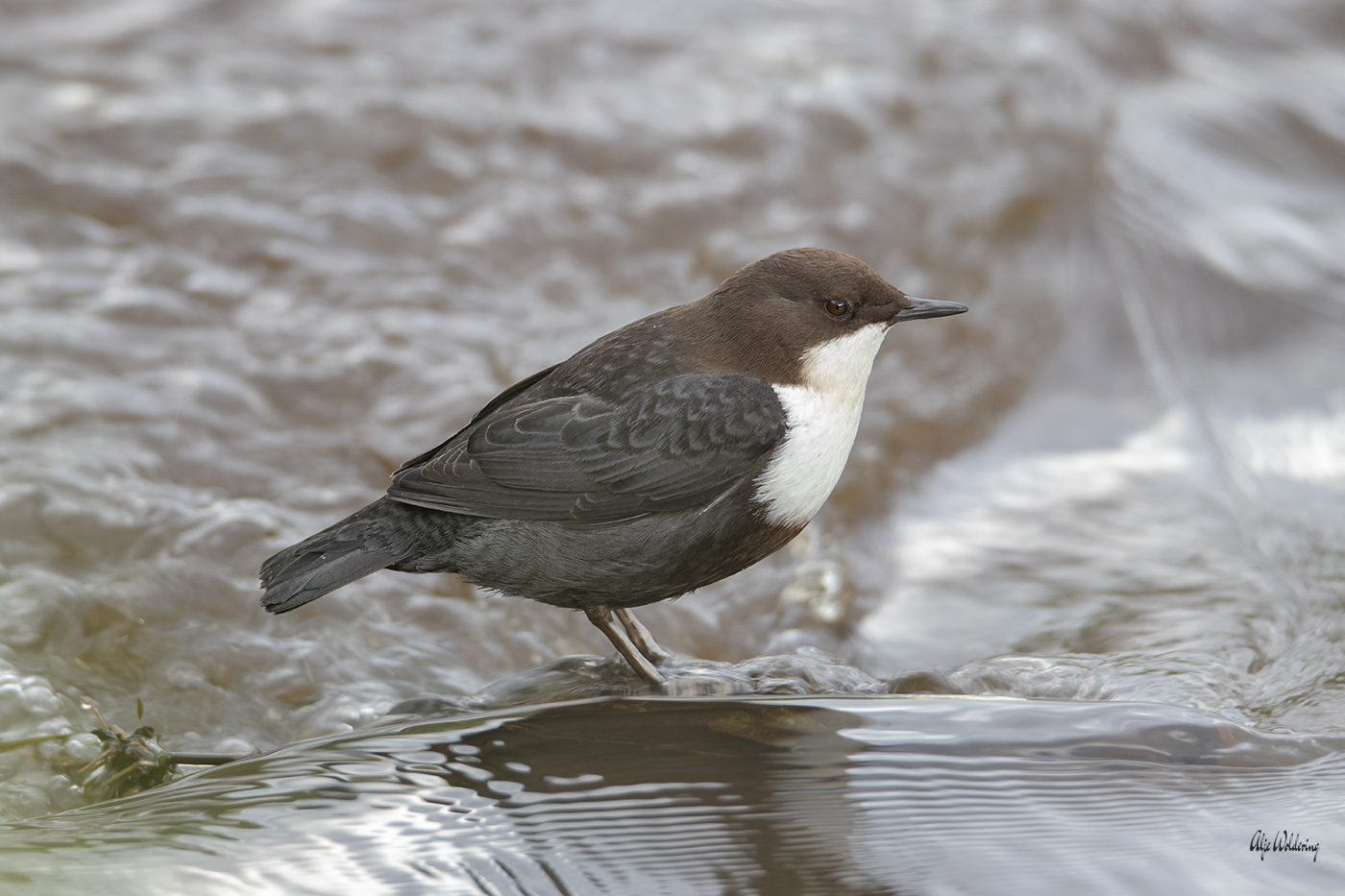 Waterspreeuw