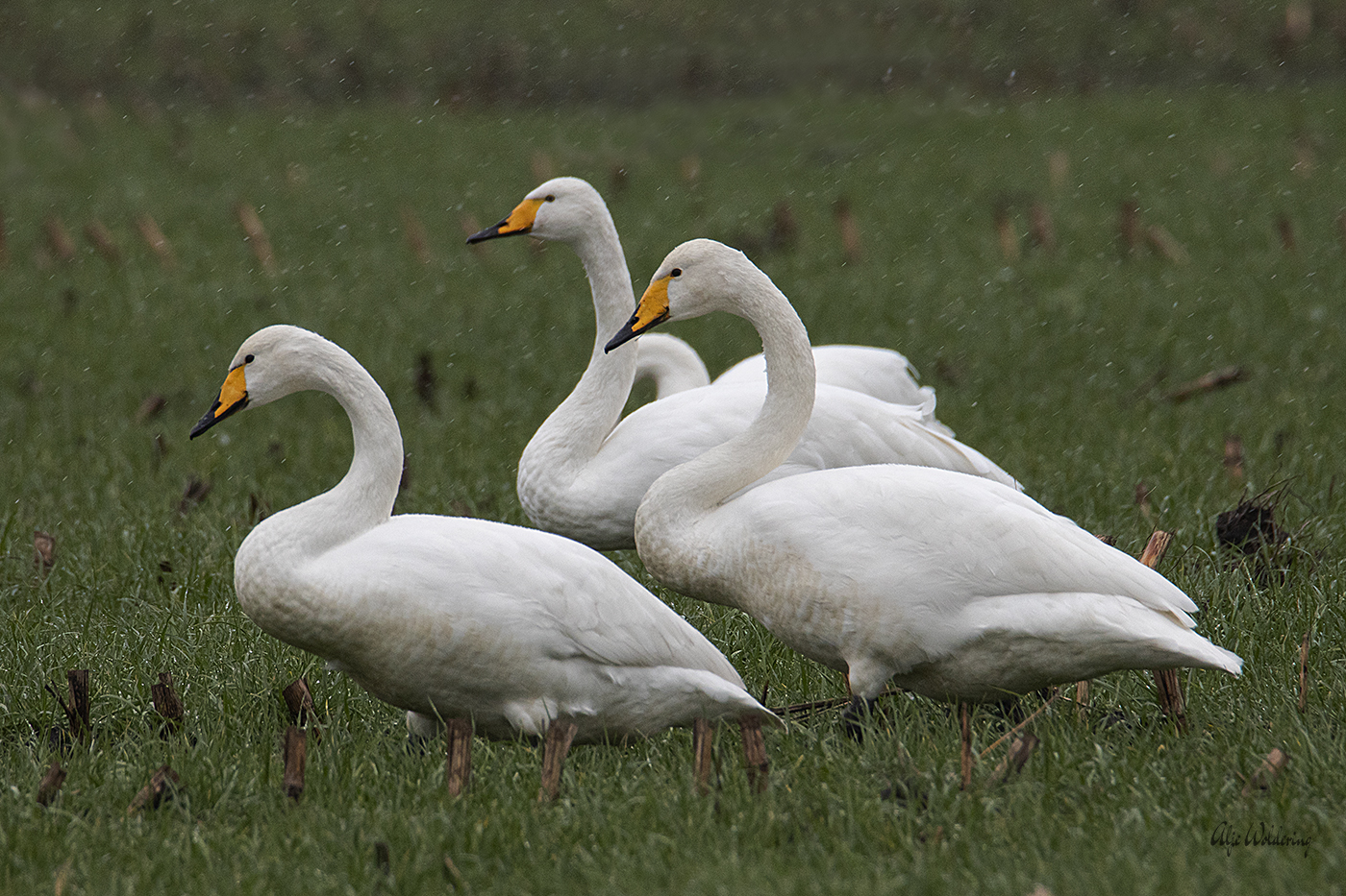 Wilde zwaan
