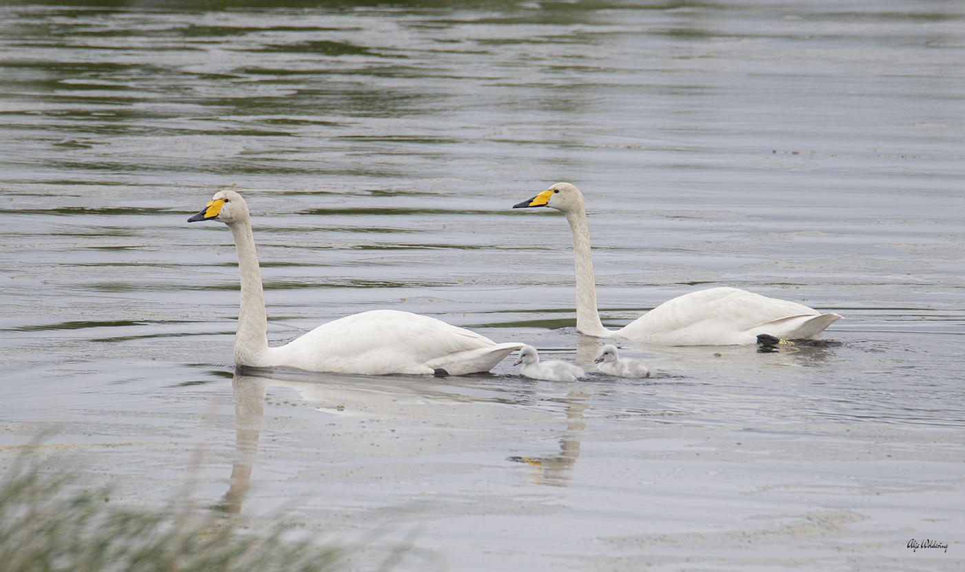 Wilde zwaan