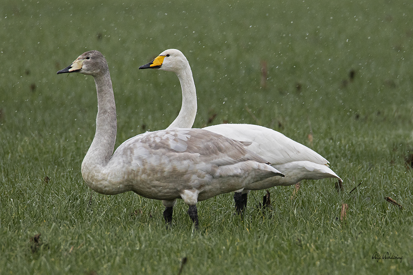 Wilde zwaan