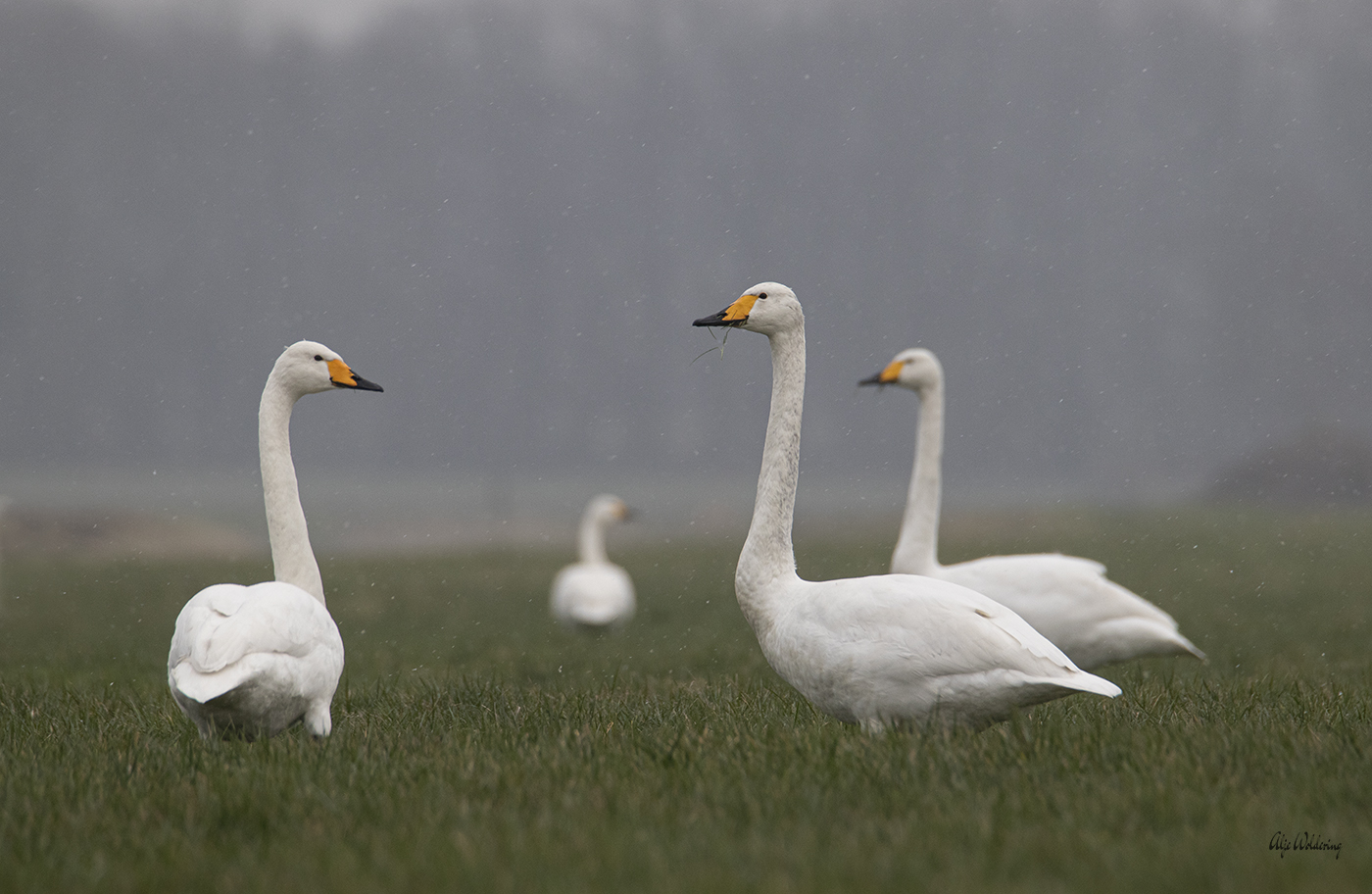 Wilde zwaan