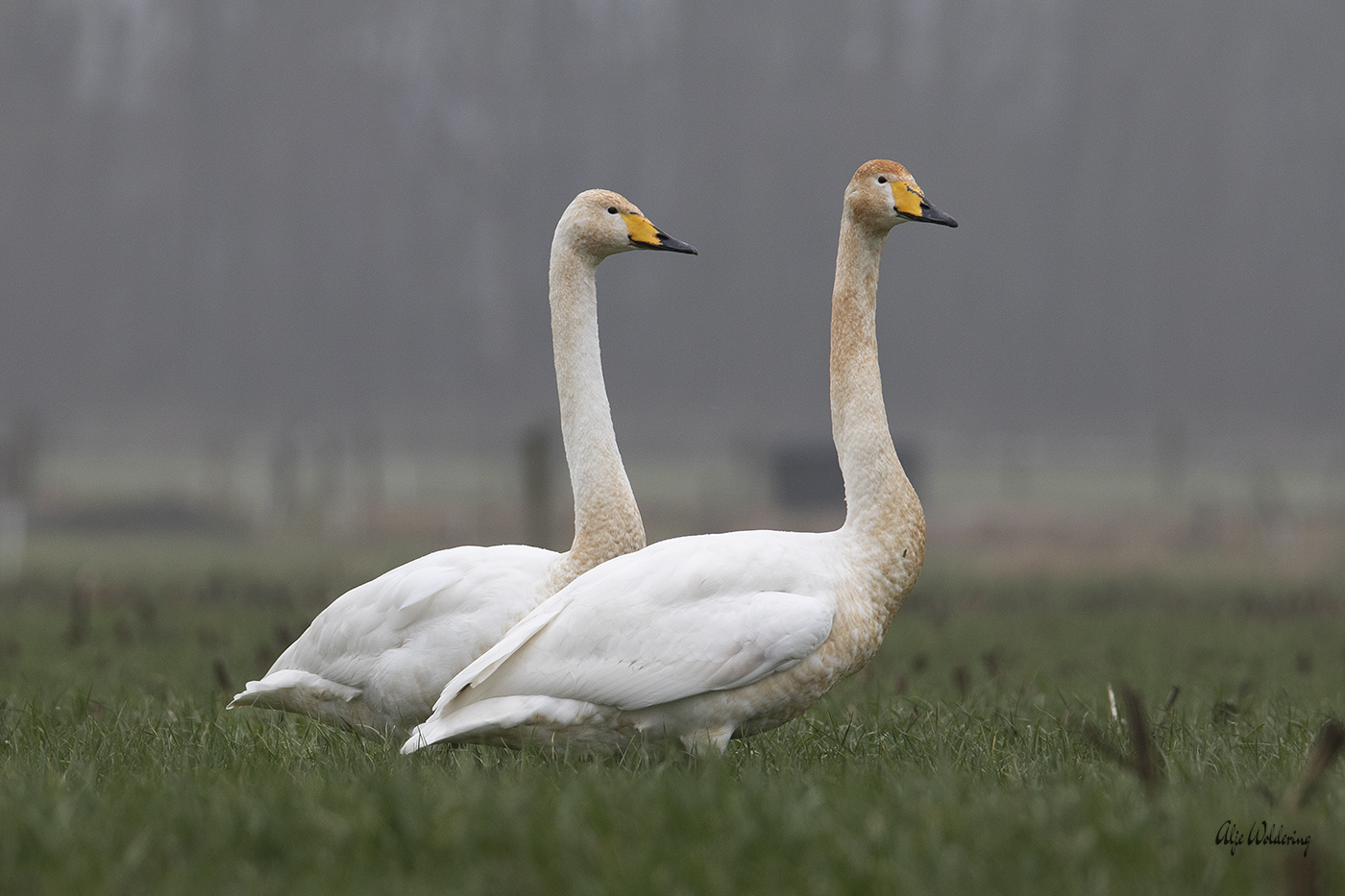 Wilde zwaan