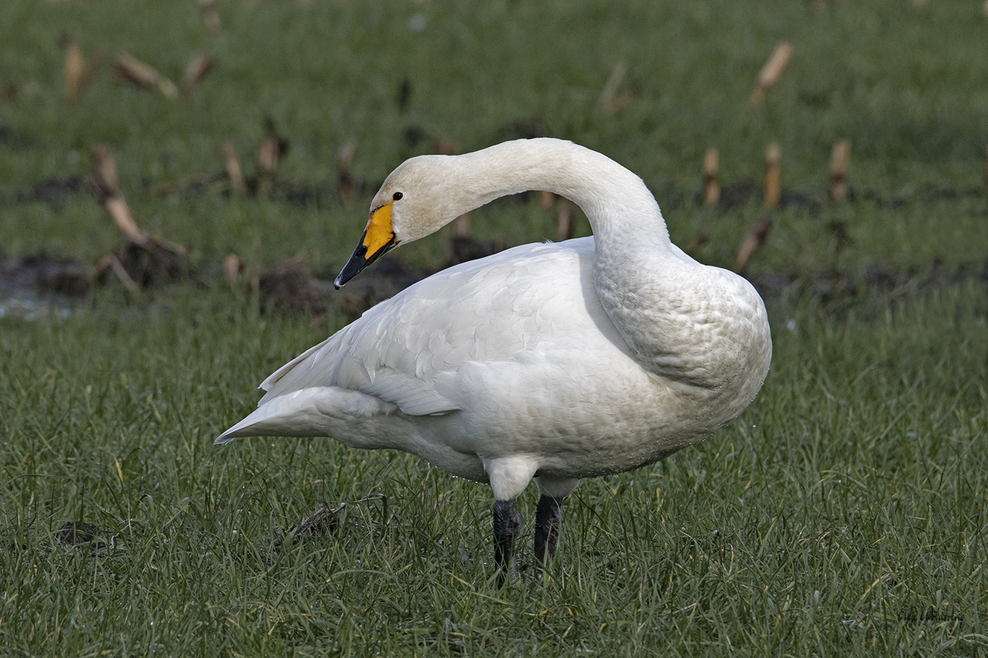 Wilde zwaan